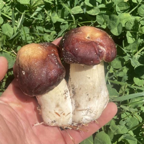 Wine Cap Mushrooms
