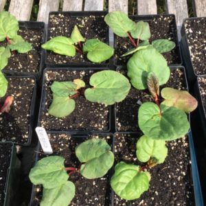 six pots of young rhubarb plants