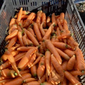 Foxgreen Farm Carrots