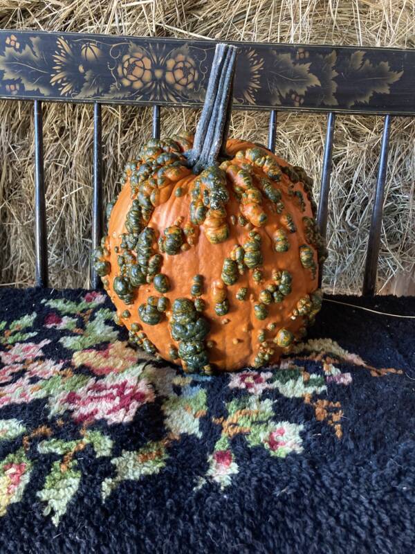knuckle pumpkin