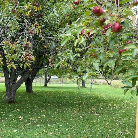 Melanson's Orchard