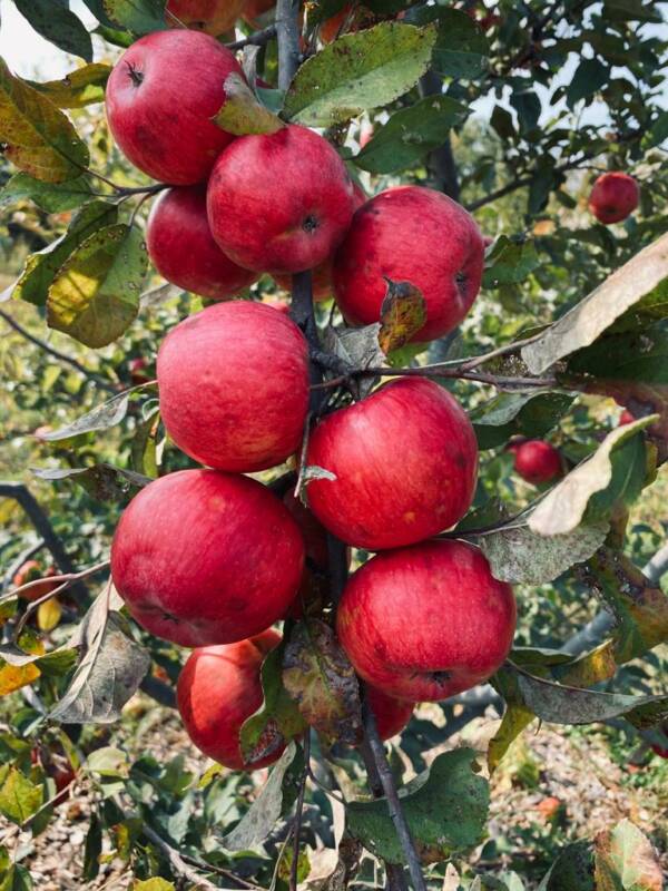 Organic Apple Medley